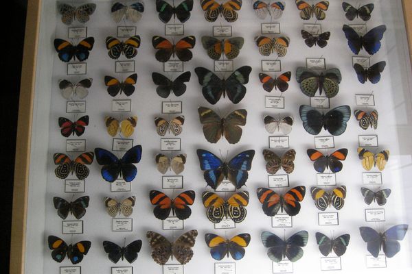 Butterflies at Insectropolis in New Jersey.
