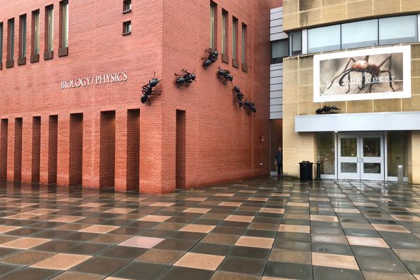 Giant ant models on the exterior of the Biology/Physics Building