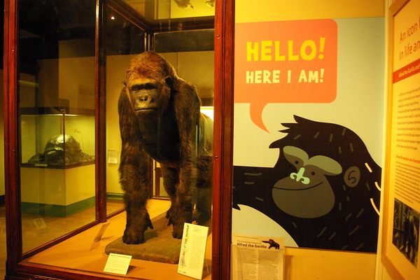 The taxidermy of “Alfred,” a Western Lowland gorilla who ( in life ) once  inhabited Bristol Zoo.