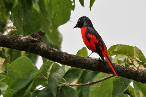 Scarlet minivet