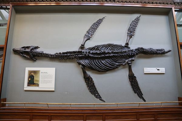 Plesiosaur.