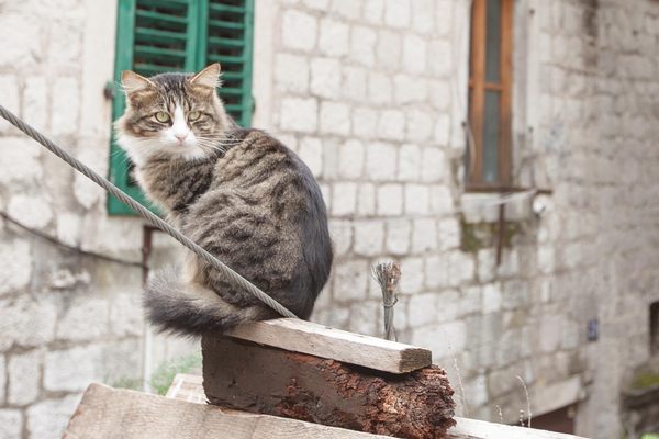 Kotor kitty