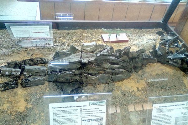 Skull and vertebrae of the mosasaurid Yaguarasaurus columbianus
