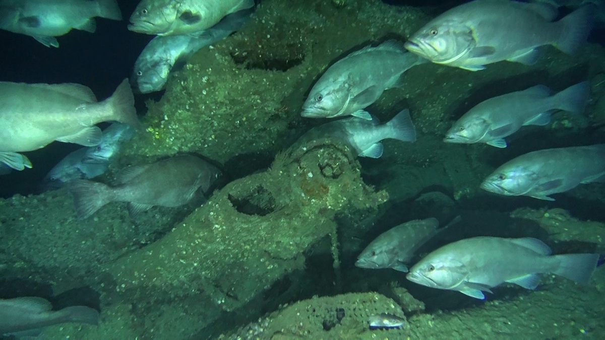 Groupers and a conger eel, bottom center, on the wreck of the German submarine U-576 off the coast of North Carolina.