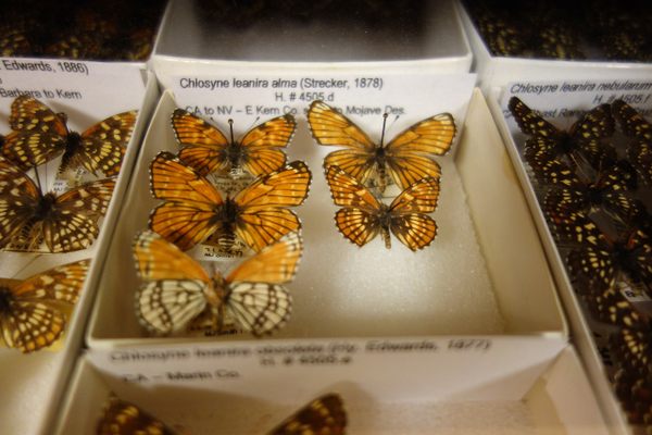 Chlosyne leanira alma at the Bohart Museum of Entomology
