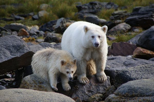 Spirit bears.