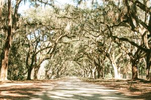 Photo of Savannah