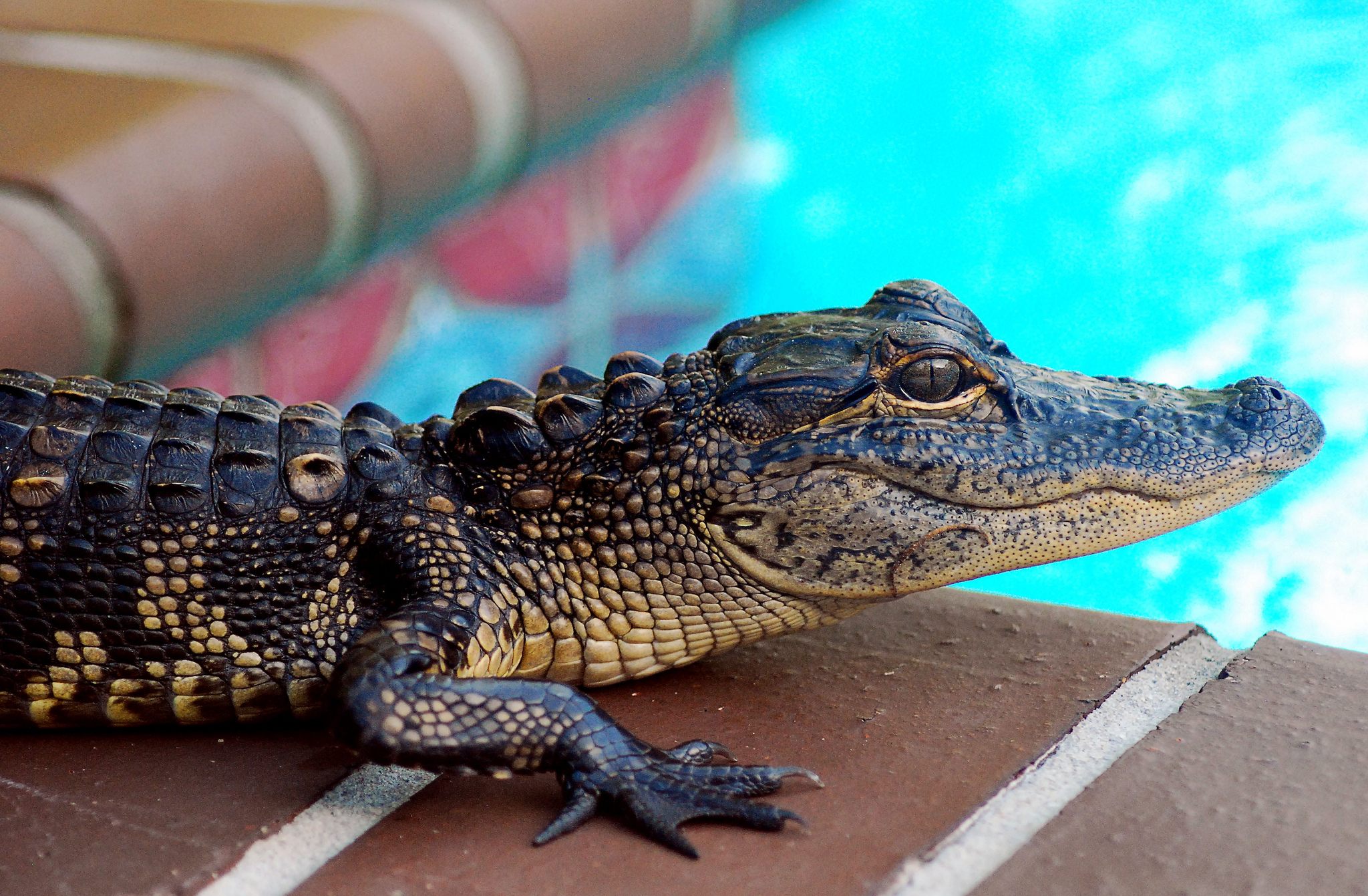 A small alligator visits a pool.