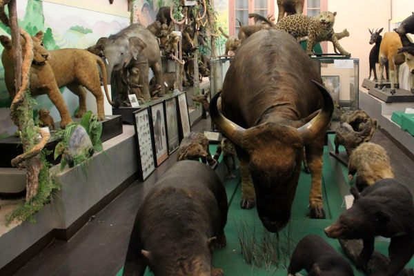 Mammal Room
