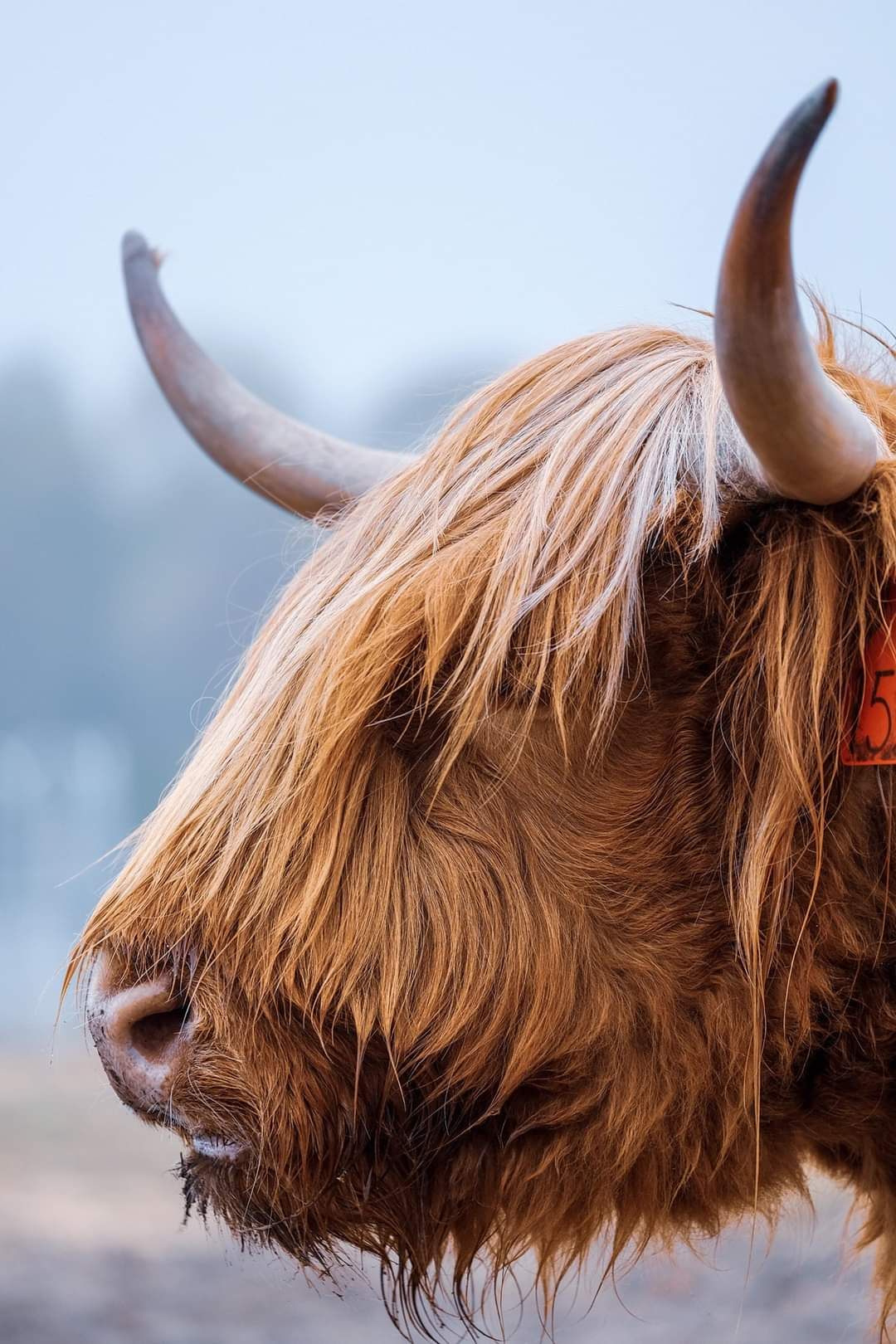 Culloden’s heritage breed cattle are the same species that have traditionally grazed Scotland’s bogs for centuries.