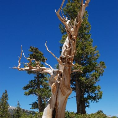 Who doesn’t love an old tree?