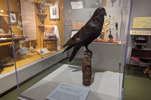 The Whatcom Museum’s John M. Edson Hall of Birds houses hundreds of taxidermied specimen, including this raven.