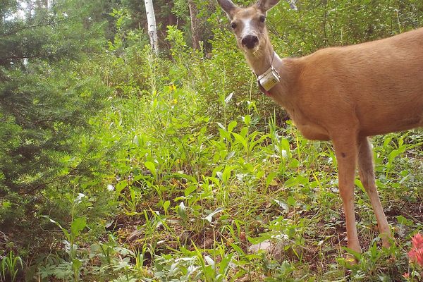 A 2020 trail cam photo of Jo the deer.