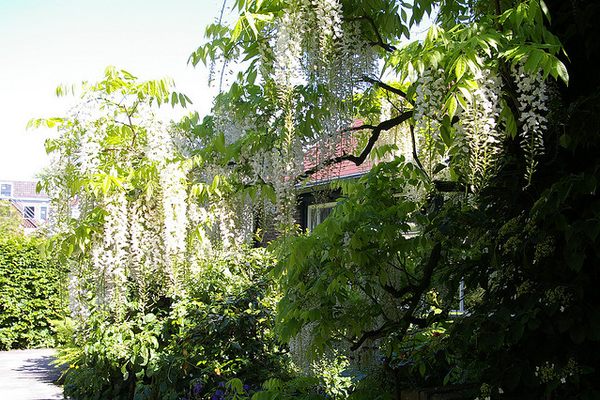 Hortus Botanicus Leiden