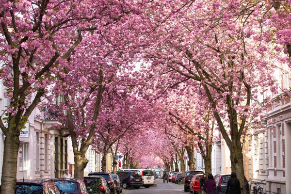 Cherry blossoms create enchanting flower tunnels.