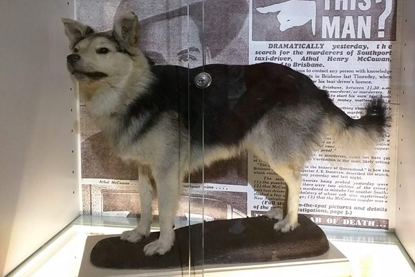 Peter the dog.