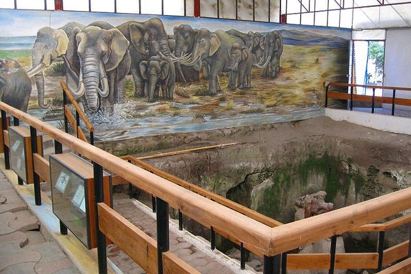 The museum paleontological site.