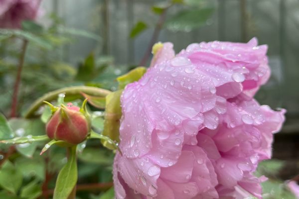 The French Greenhouse 